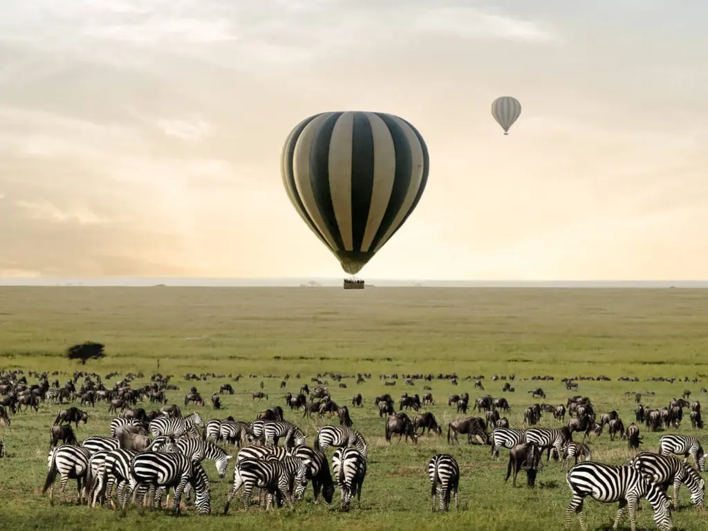 Balloon Safari (for Lion's Cradle)